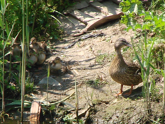 madre con figli al seguito